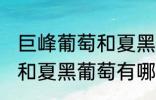 巨峰葡萄和夏黑葡萄的区别 巨峰葡萄和夏黑葡萄有哪些区别