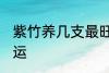 紫竹养几支最旺运 紫竹养多少支最旺运