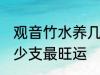 观音竹水养几支最旺运 观音竹水养多少支最旺运