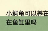 小鳄龟可以养在鱼缸里吗 小鳄龟能养在鱼缸里吗