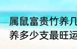 属鼠富贵竹养几支最旺运 属鼠富贵竹养多少支最旺运