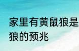 家里有黄鼠狼是什么兆头 家里有黄鼠狼的预兆