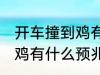 开车撞到鸡有什么兆头 男人开车撞到鸡有什么预兆