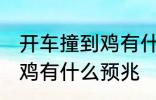 开车撞到鸡有什么兆头 男人开车撞到鸡有什么预兆