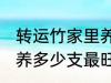 转运竹家里养几支最旺运 转运竹家里养多少支最旺运