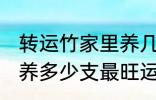 转运竹家里养几支最旺运 转运竹家里养多少支最旺运