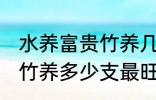 水养富贵竹养几支最旺运财 水养富贵竹养多少支最旺运财