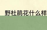 野杜鹃花什么样 野杜鹃花简单介绍