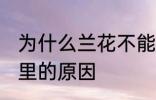 为什么兰花不能养家里 兰花不能养家里的原因