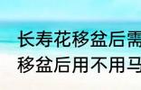 长寿花移盆后需要立刻浇水吗 长寿花移盆后用不用马上浇水