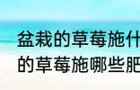 盆栽的草莓施什么肥好不要化肥 盆栽的草莓施哪些肥好不要化肥