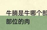 牛腩是牛哪个部位的肉 牛腩是牛什么部位的肉