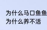 为什么马口鱼鱼缸养不活 马口鱼鱼缸为什么养不活