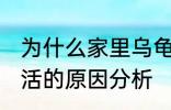 为什么家里乌龟养不活 家里乌龟养不活的原因分析