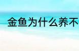 金鱼为什么养不活 金鱼为何养不活