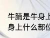 牛腩是牛身上哪个部位的肉 牛腩是牛身上什么部位