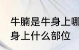 牛腩是牛身上哪个部位的肉 牛腩是牛身上什么部位