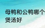 母鸭和公鸭哪个煲汤好 母鸭和公鸭谁煲汤好