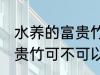 水养的富贵竹可以改土养吗 水养的富贵竹可不可以改土养