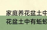 家庭养花盆土中有蚯蚓怎么办 家庭养花盆土中有蚯蚓的解决方法