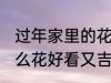 过年家里的花放什么好 过年家里放什么花好看又吉祥